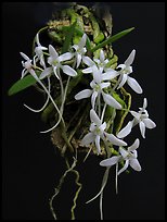 Mystacidium venosum. A species orchid