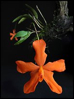 Neocogniauxia monophylla. A species orchid ( color)