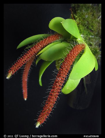 Oberonia toppingii. A species orchid