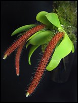 Oberonia toppingii. A species orchid ( color)