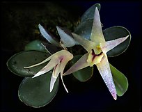 Octomeria estrellensis. A species orchid (color)