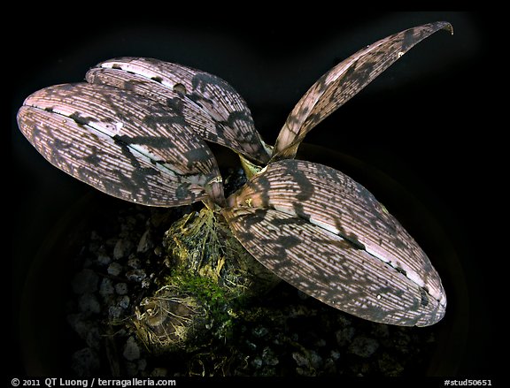 Oeceoclades spathulifera. A species orchid (color)