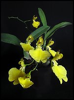 Oncidium concolor. A species orchid