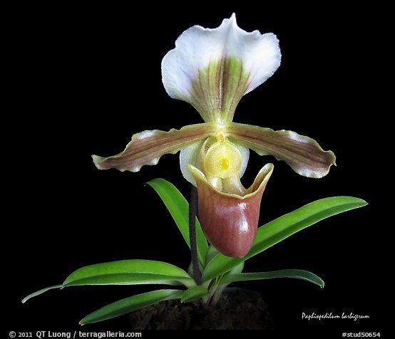 Paphiopedilum barbigerum. A species orchid (color)