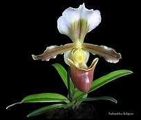 Paphiopedilum barbigerum. A species orchid