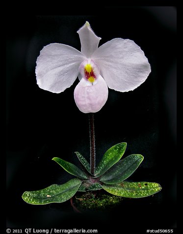 Paphiopedilum delenatii. A species orchid