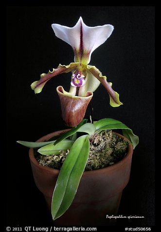 Paphiopedilum spicerianum. A species orchid (color)