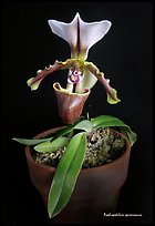 Paphiopedilum spicerianum. A species orchid