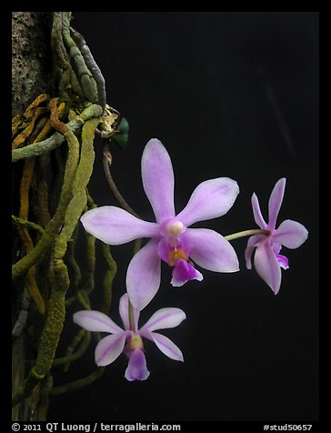 Phalaenopsis hongenensis. A species orchid (color)