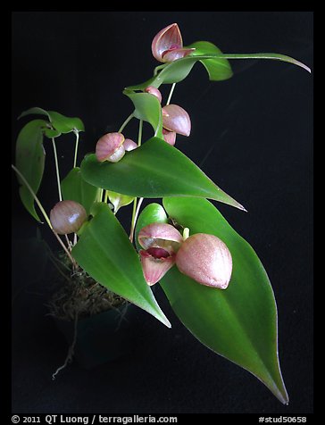 Pleurothallis palliolata. A species orchid (color)