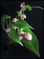 Pleurothallis palliolata. A species orchid