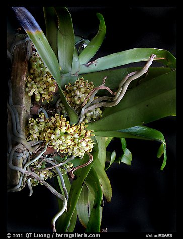 Pomatocalpa brachybotryum. A species orchid (color)