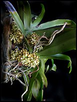 Pomatocalpa brachybotryum. A species orchid ( color)