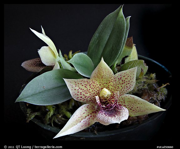 Promemaea rollinstonii. A species orchid (color)