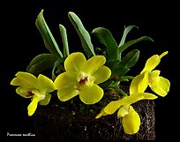 Promenaea xanthina. A species orchid ( color)