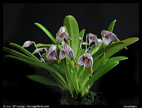 Reichantha striastella. A species orchid (color)