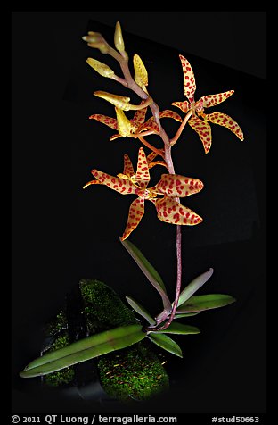 Renanthera monachica. A species orchid