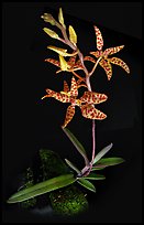 Renanthera monachica. A species orchid