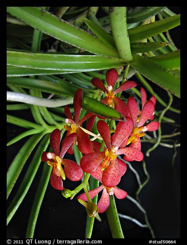 Renantherella auyongii. A species orchid (color)