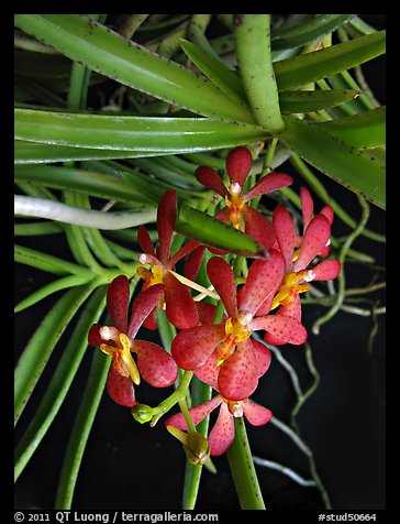 Renantherella auyongii. A species orchid