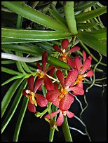 Renantherella auyongii. A species orchid (color)