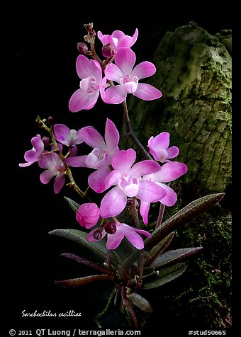 Sarcochilus cecilliae plant. A species orchid (color)