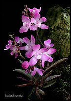 Sarcochilus cecilliae plant. A species orchid ( color)