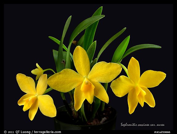 Sophronitis coccinea v. aurea. A species orchid (color)