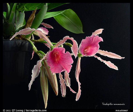 Trichopilia ramonensis. A species orchid (color)