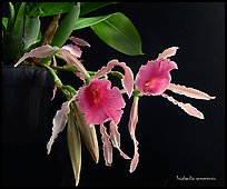 Trichopilia ramonensis. A species orchid ( color)