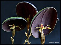 Trichosalpinx rotundata plant. A species orchid