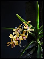 Vanda parviflora. A species orchid