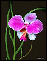 Vanda teres. A species orchid ( color)