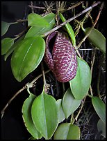 Zootrophion serpens. A species orchid (color)