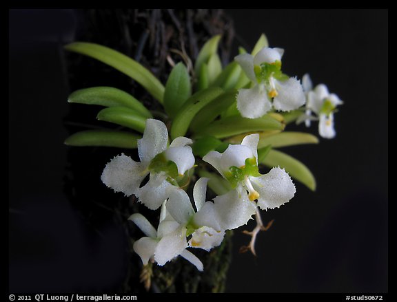 Zygostates alleniana. A species orchid