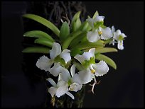 Zygostates alleniana. A species orchid