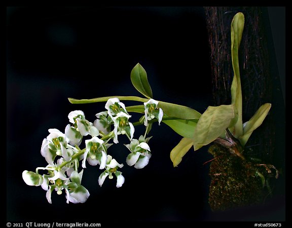 Zygostates grandiflora. A species orchid (color)