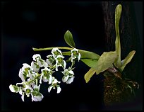 Zygostates grandiflora. A species orchid ( color)