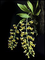 Zygostates lunata. A species orchid ( color)