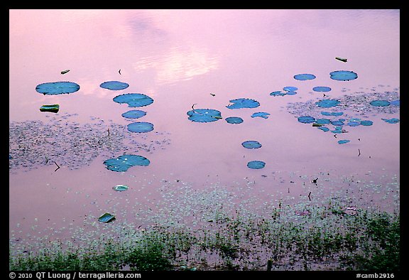 Lotus pond. Angkor, Cambodia (color)