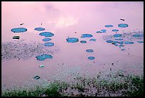 Lotus pond. Angkor, Cambodia ( color)