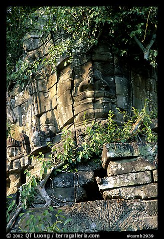 Stone face invaded by vegetation, Angkor Thom complex. Angkor, Cambodia