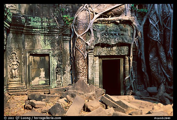 Roots of giant bayan tree encroaching on ruins in Ta Prom. Angkor, Cambodia (color)