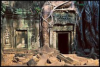 Roots of giant bayan tree encroaching on ruins in Ta Prom. Angkor, Cambodia