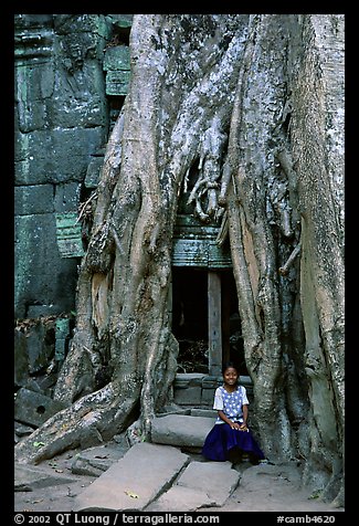 Girl sits at the base of huge bayan tree encroaching on ruins in Ta Prom. Angkor, Cambodia (color)