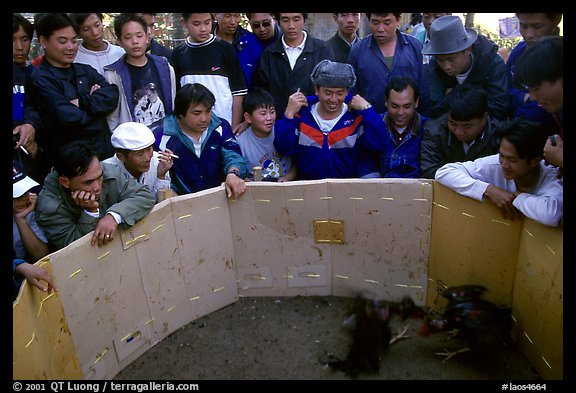 Villagers attend a rooster fight. Luang Prabang, Laos (color)