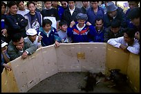 Villagers attend a rooster fight. Luang Prabang, Laos ( color)