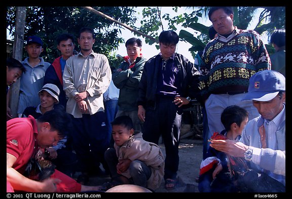 Coaches take care of wounded roosters after fighting. Luang Prabang, Laos (color)