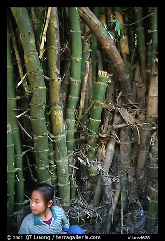 Girl and bamboo, Ban Xan Hai. Laos (color)