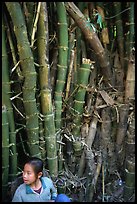 Girl and bamboo, Ban Xan Hai. Laos